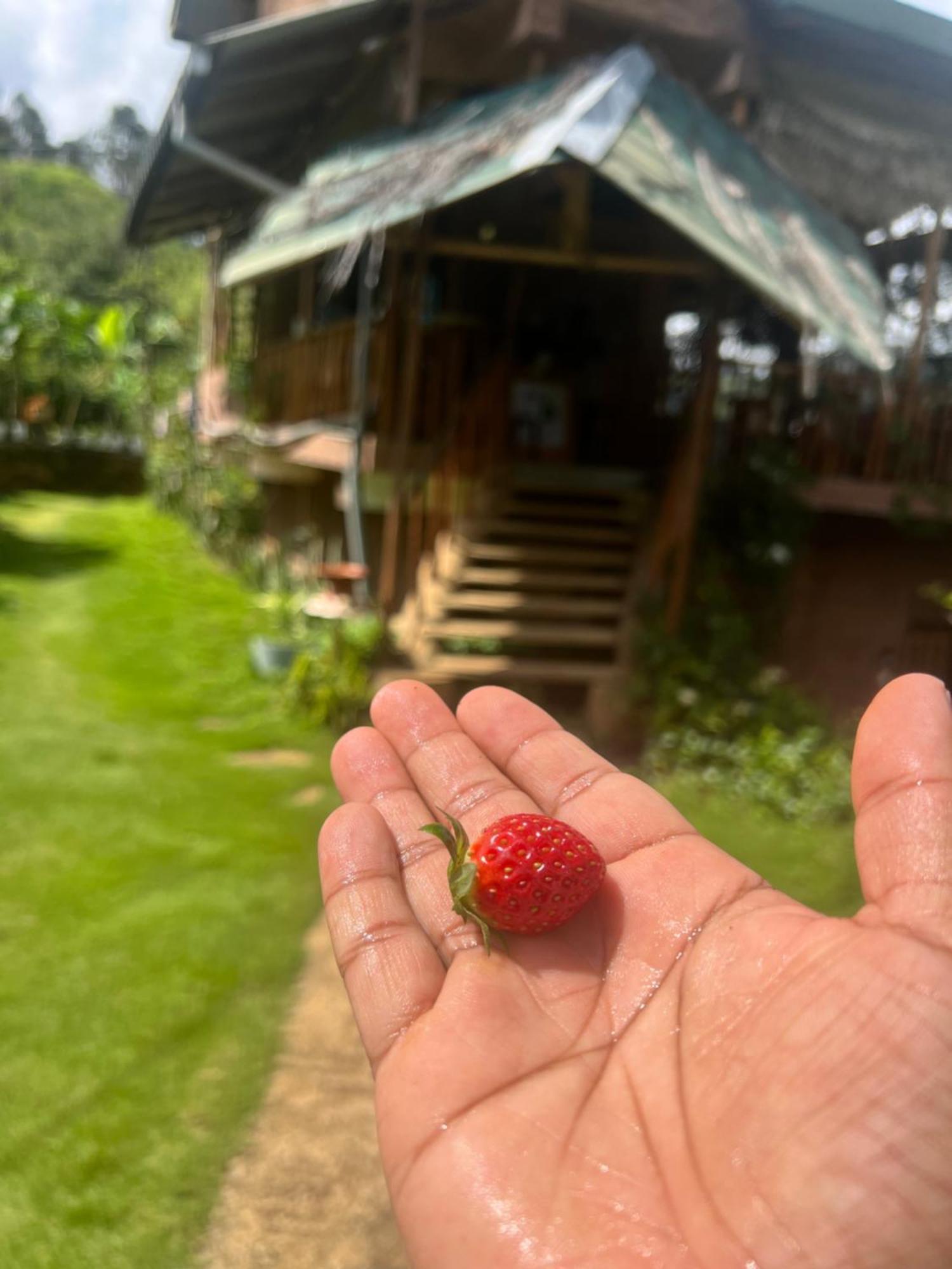 Ella Rock Grun Cottage Экстерьер фото